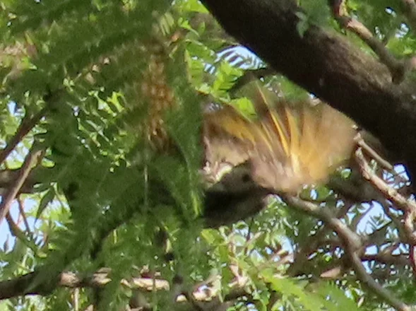 暗红啄木鸟(Dendropicos fuscescens)