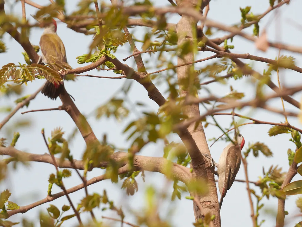灰啄木鸟(Dendropicos goertae)