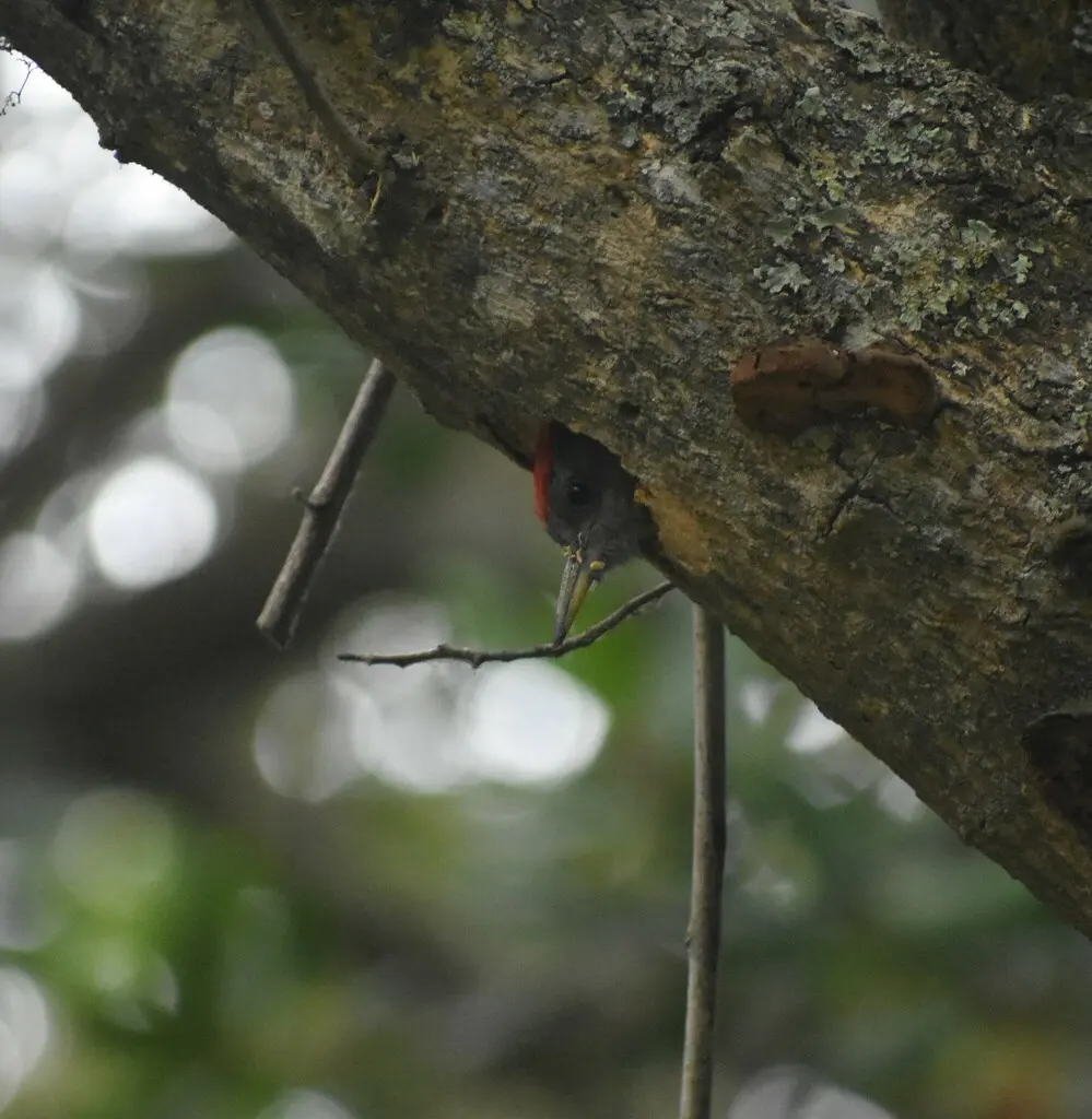 非洲灰啄木鸟(Dendropicos griseocephalus)