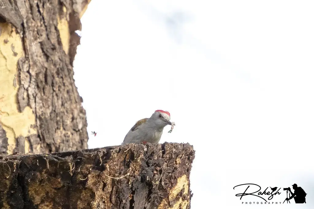 灰头啄木鸟(Dendropicos spodocephalus)