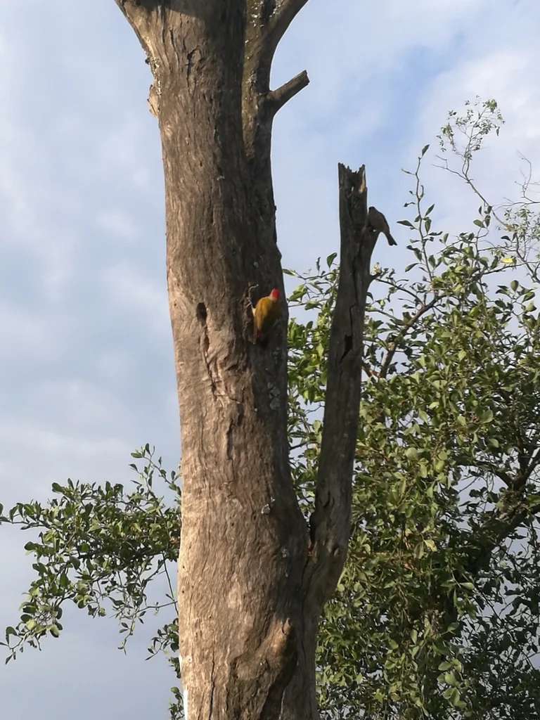 灰头啄木鸟(Dendropicos spodocephalus)
