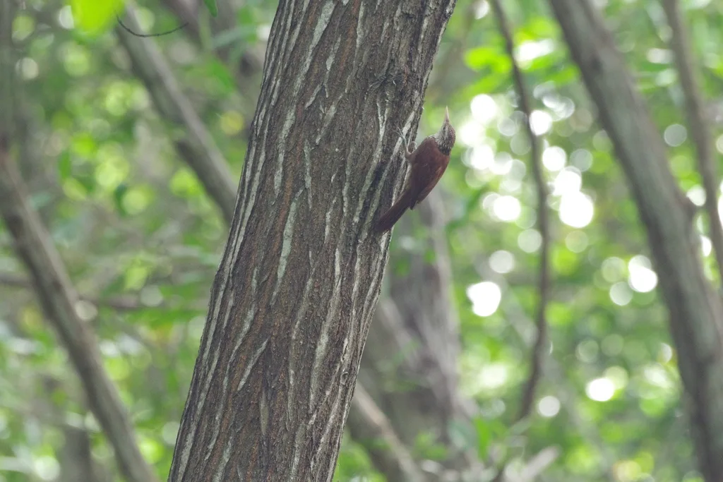 直嘴䴕雀(Dendroplex picus)