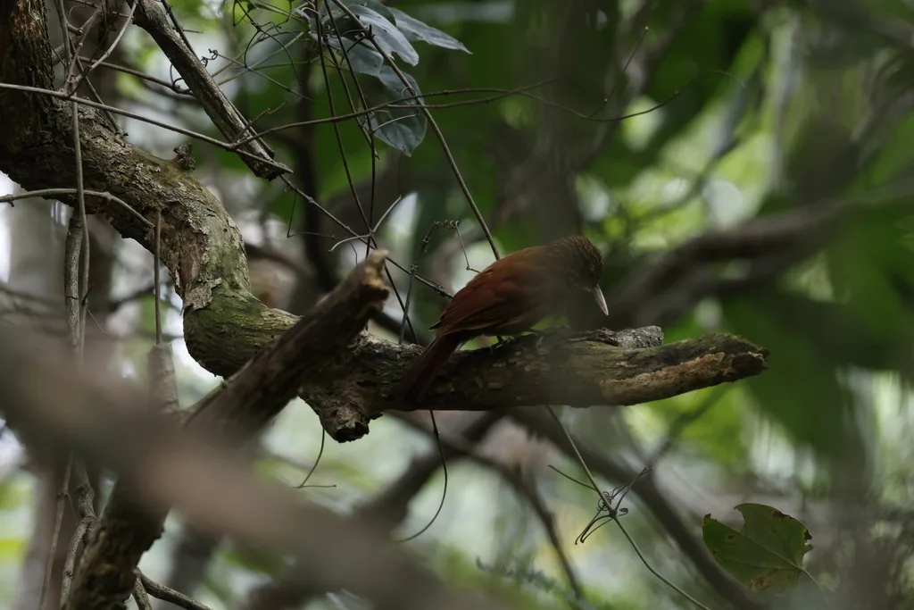 直嘴䴕雀(Dendroplex picus)