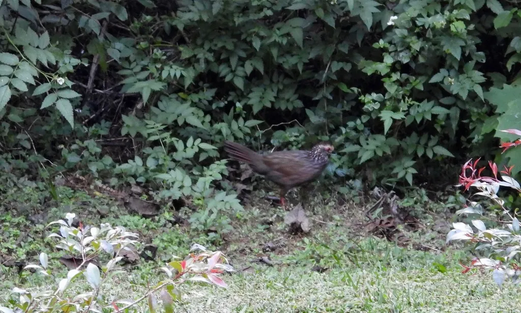 黄顶林鹑(Dendrortyx leucophrys)