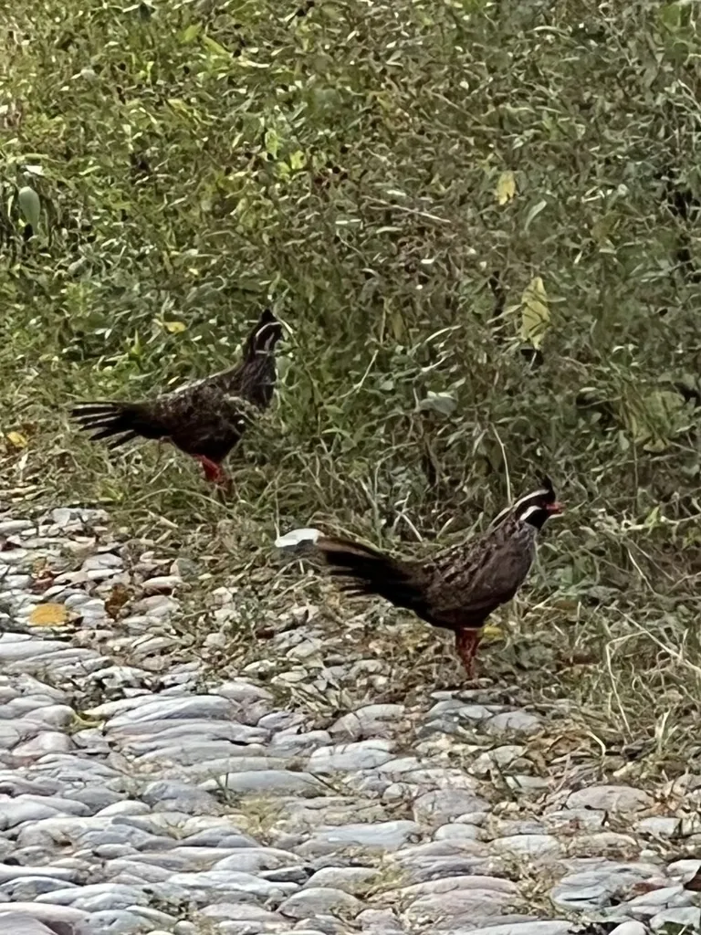 长尾林鹑(Dendrortyx macroura)