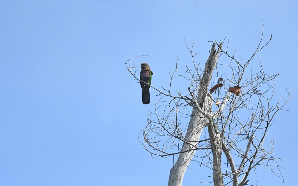 鹰头鹦哥(Deroptyus accipitrinus)