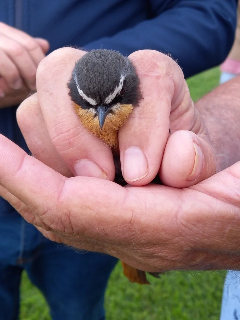 黄喉歌䳭（Dessonornis caffer）