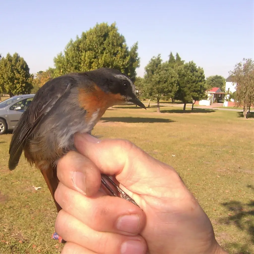 黄喉歌䳭（Dessonornis caffer）