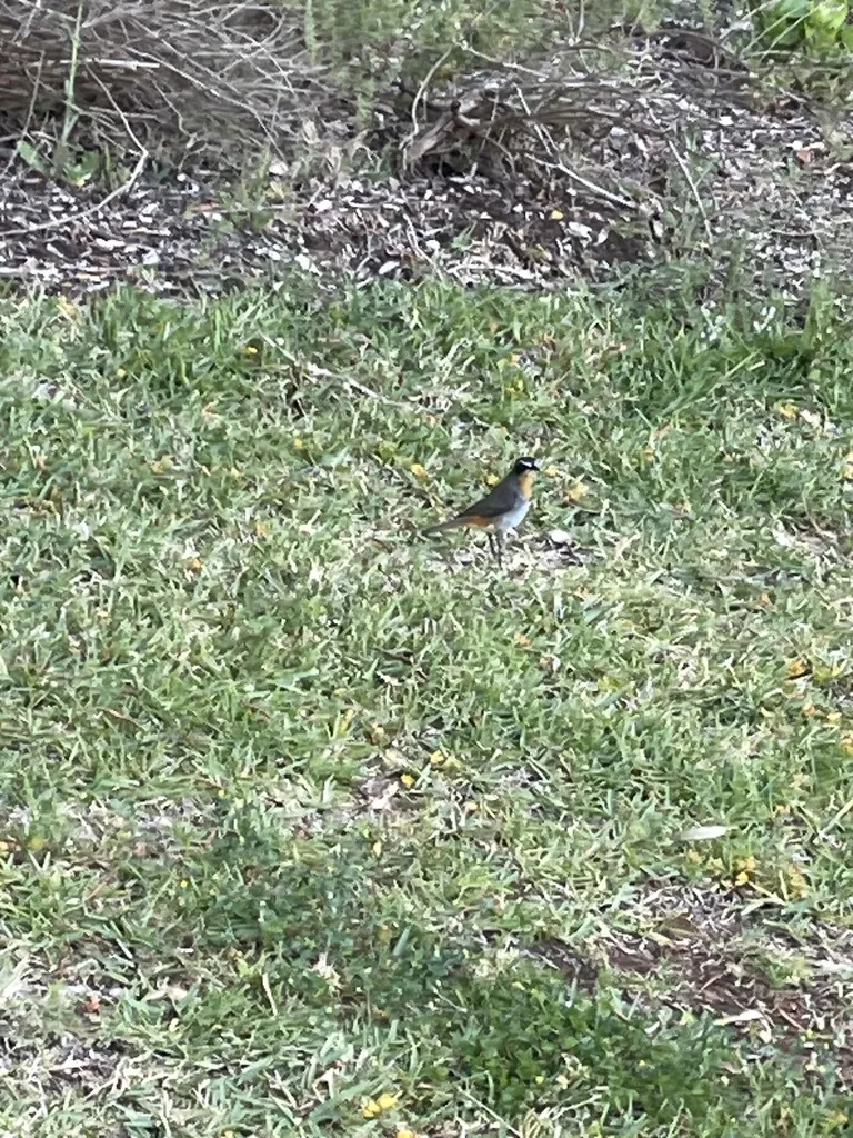 黄喉歌䳭（Dessonornis caffer）