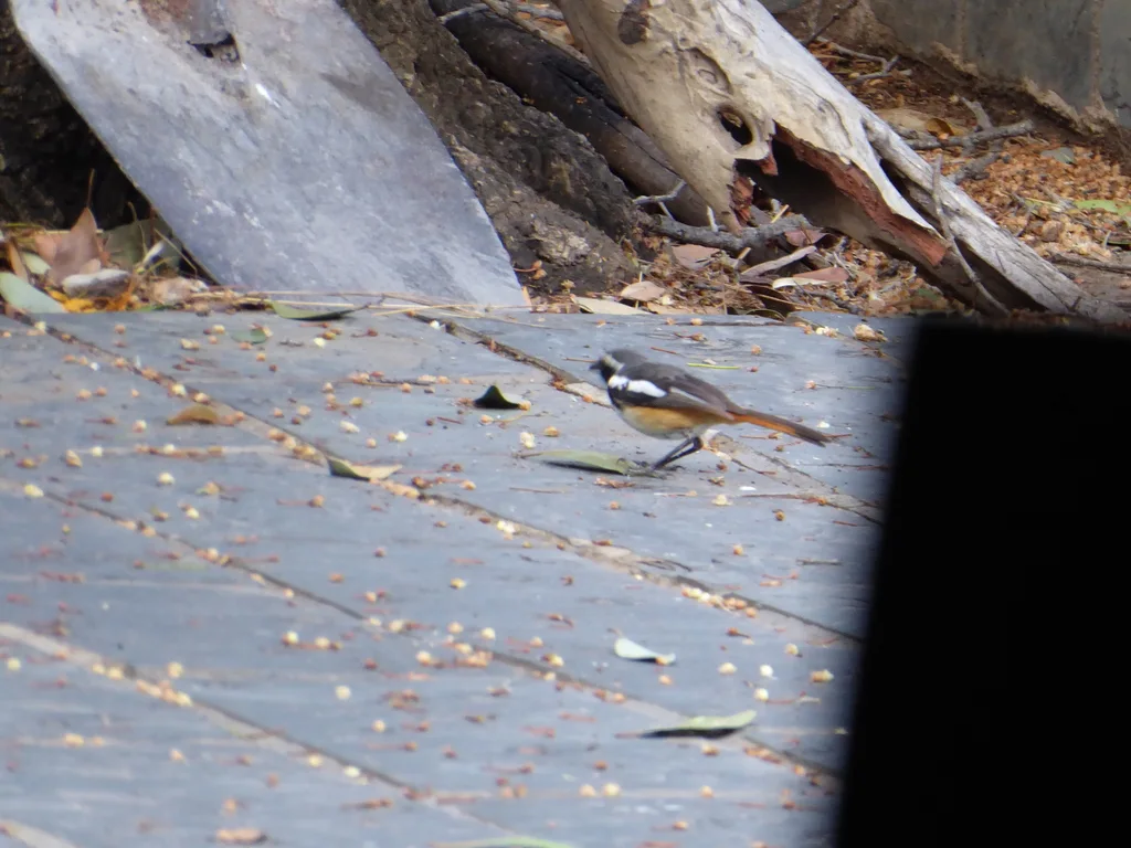 白喉歌䳭(Dessonornis humeralis)