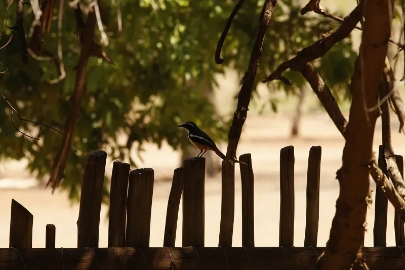 白喉歌䳭(Dessonornis humeralis)