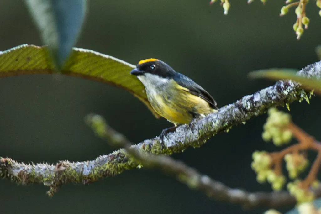 黄冠啄花鸟(Dicaeum anthonyi)