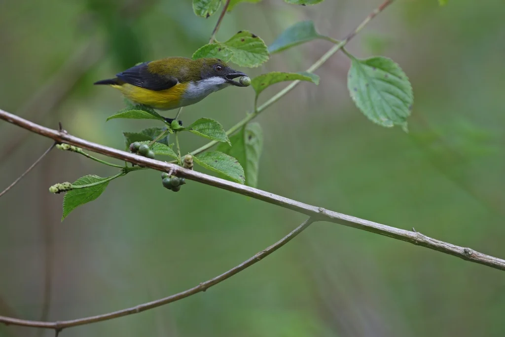 黄胁啄花鸟(Dicaeum aureolimbatum)