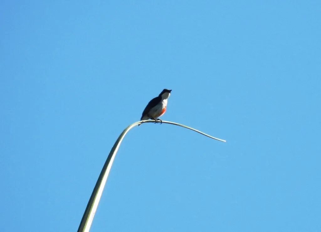 红纹啄花鸟(Dicaeum australe)