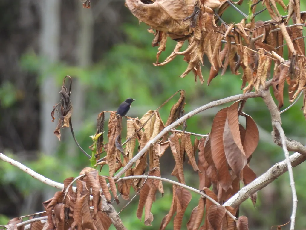 灰胁啄花鸟(Dicaeum celebicum)