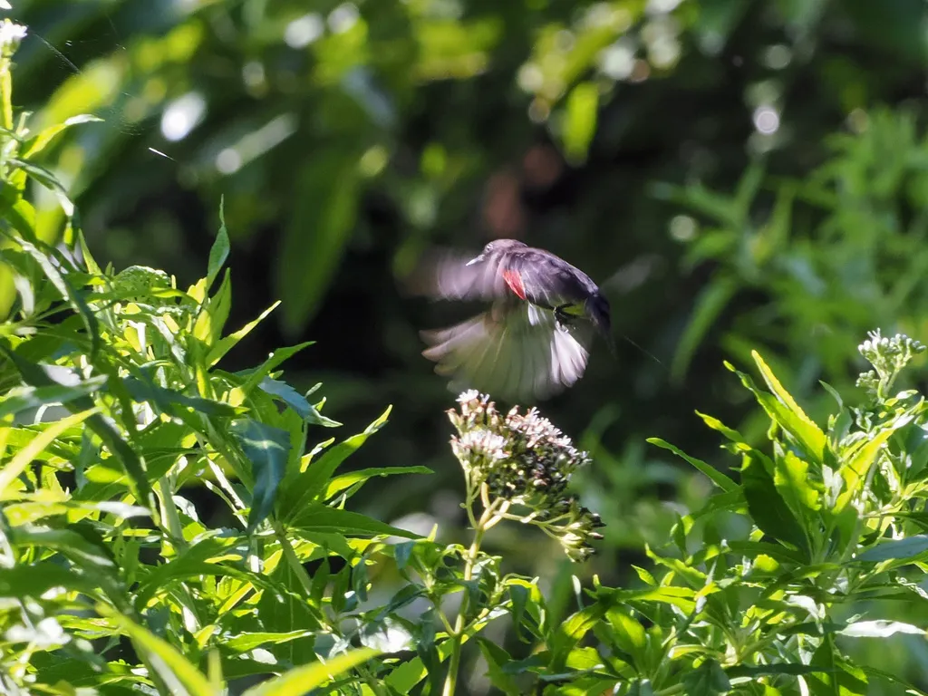 灰胁啄花鸟(Dicaeum celebicum)