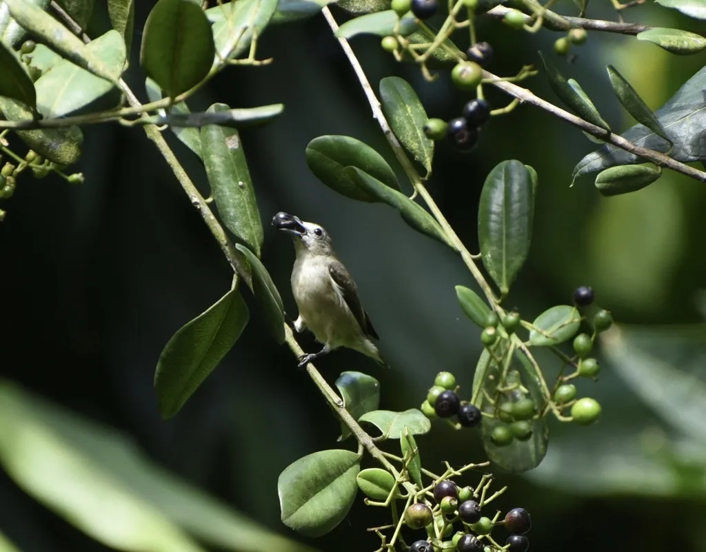 印度纯色啄花鸟(Dicaeum concolor)