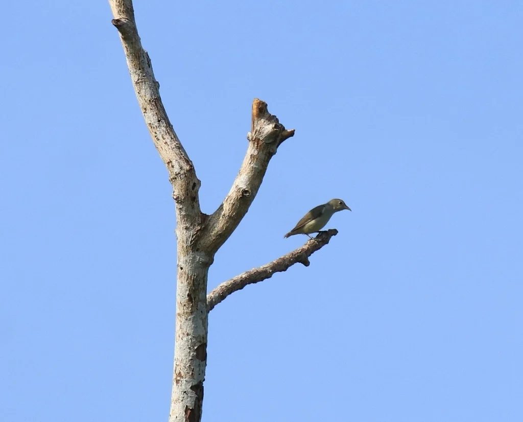 淡嘴啄花鸟(Dicaeum erythrorhynchos)