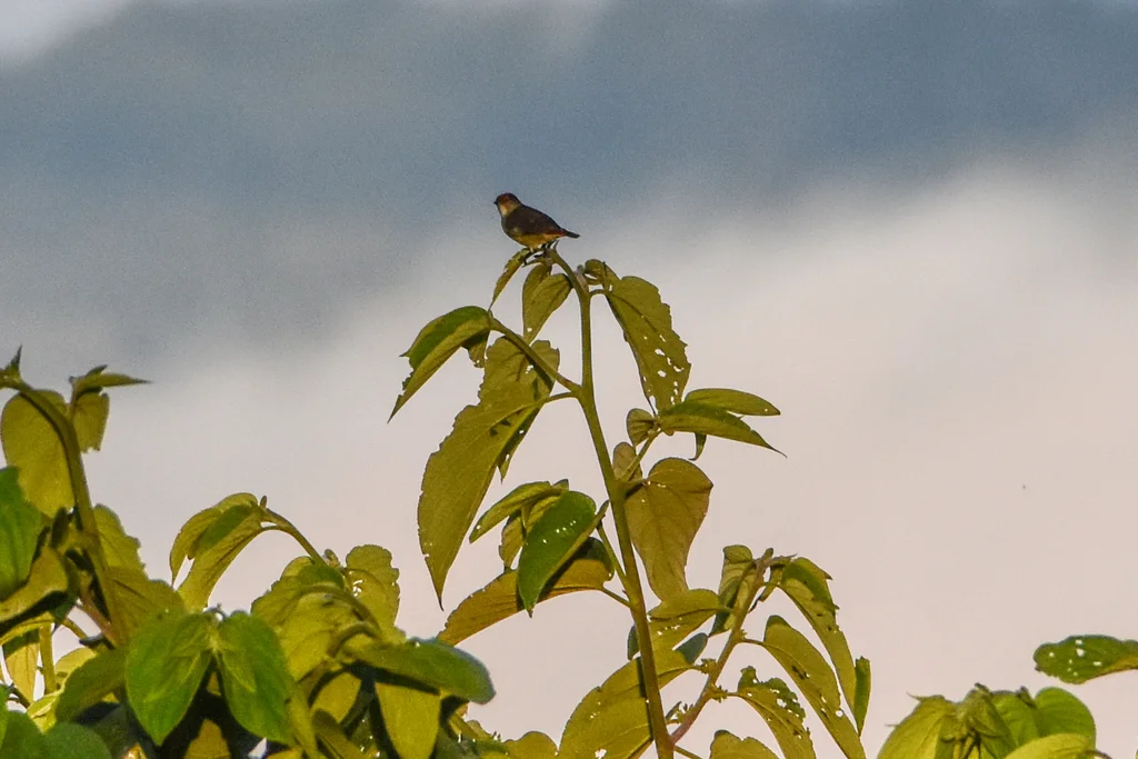 红顶啄花鸟(Dicaeum geelvinkianum)