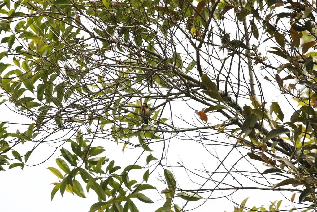红胸啄花鸟(Dicaeum ignipectus)
