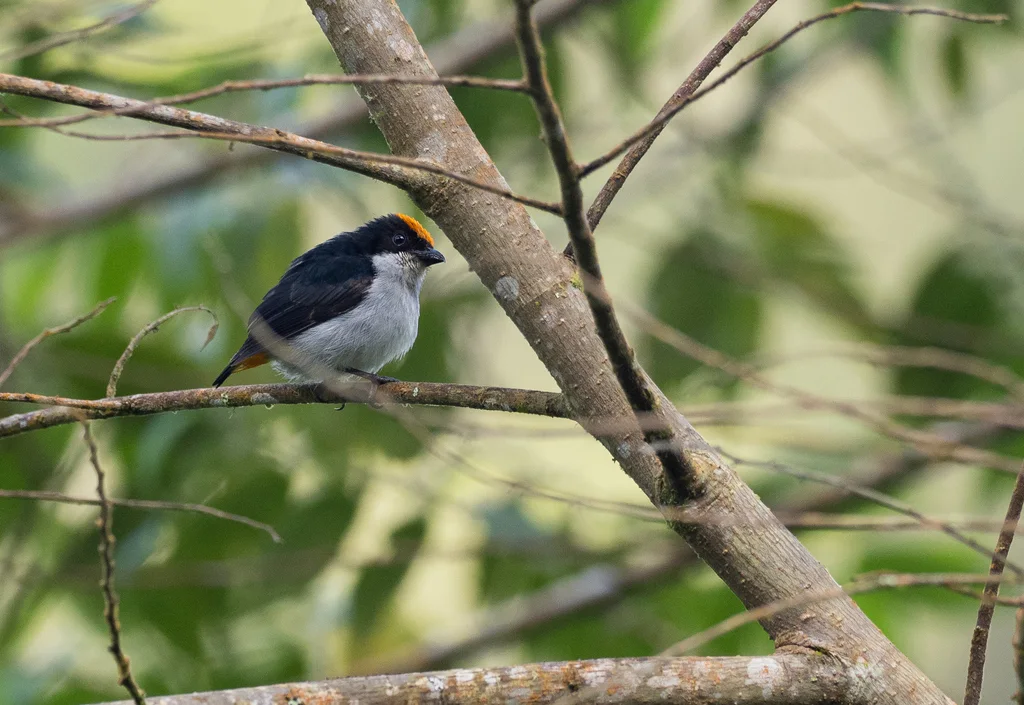 火冠啄花鸟(Dicaeum kampalili)