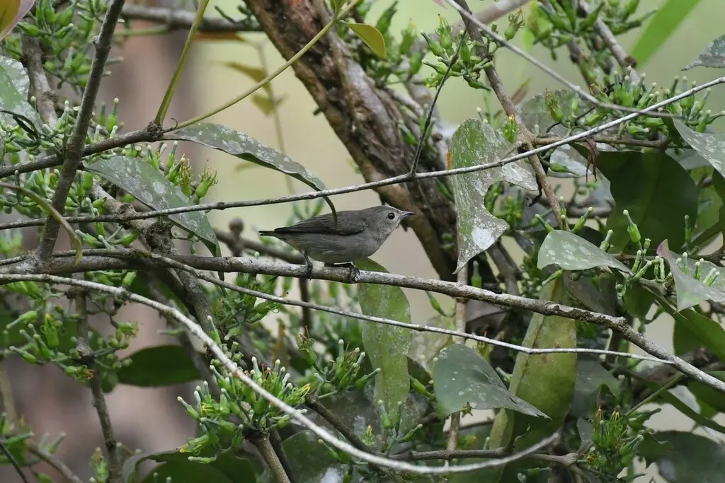 纯色啄花鸟(Dicaeum minullum)