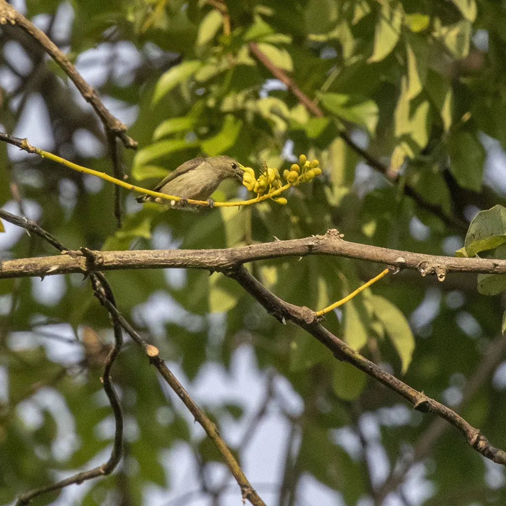 纯色啄花鸟(Dicaeum minullum)