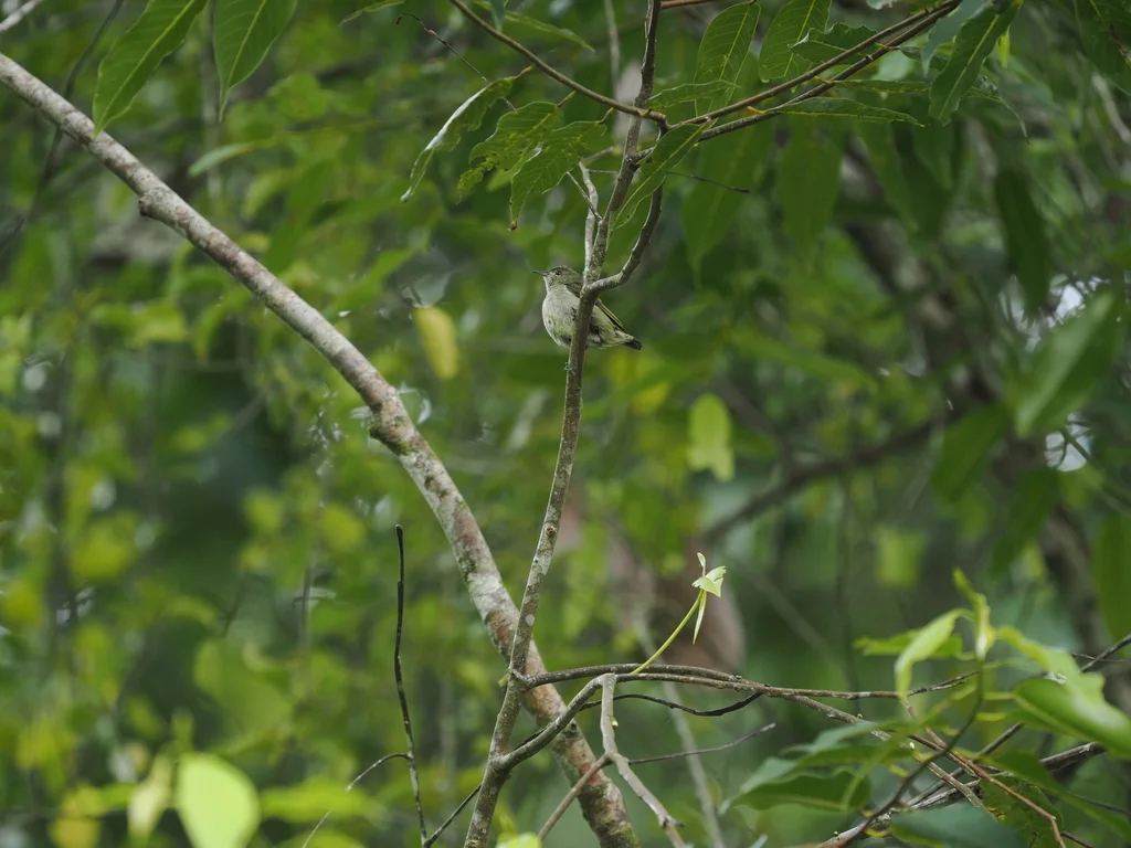 纯色啄花鸟(Dicaeum minullum)