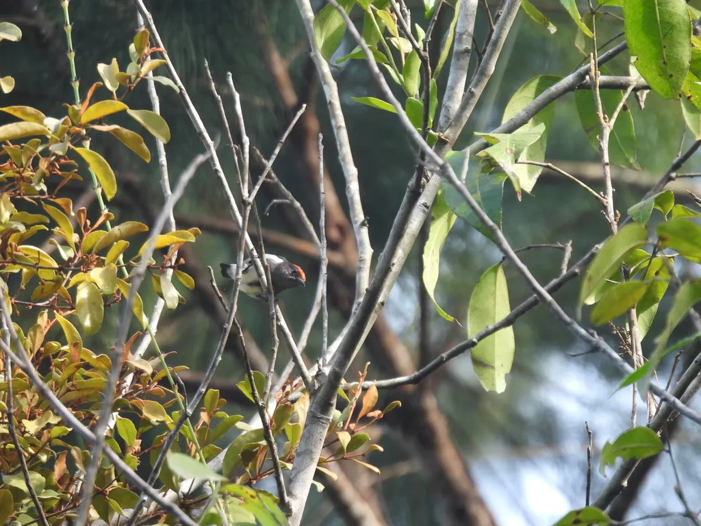 红冠啄花鸟(Dicaeum nehrkorni)