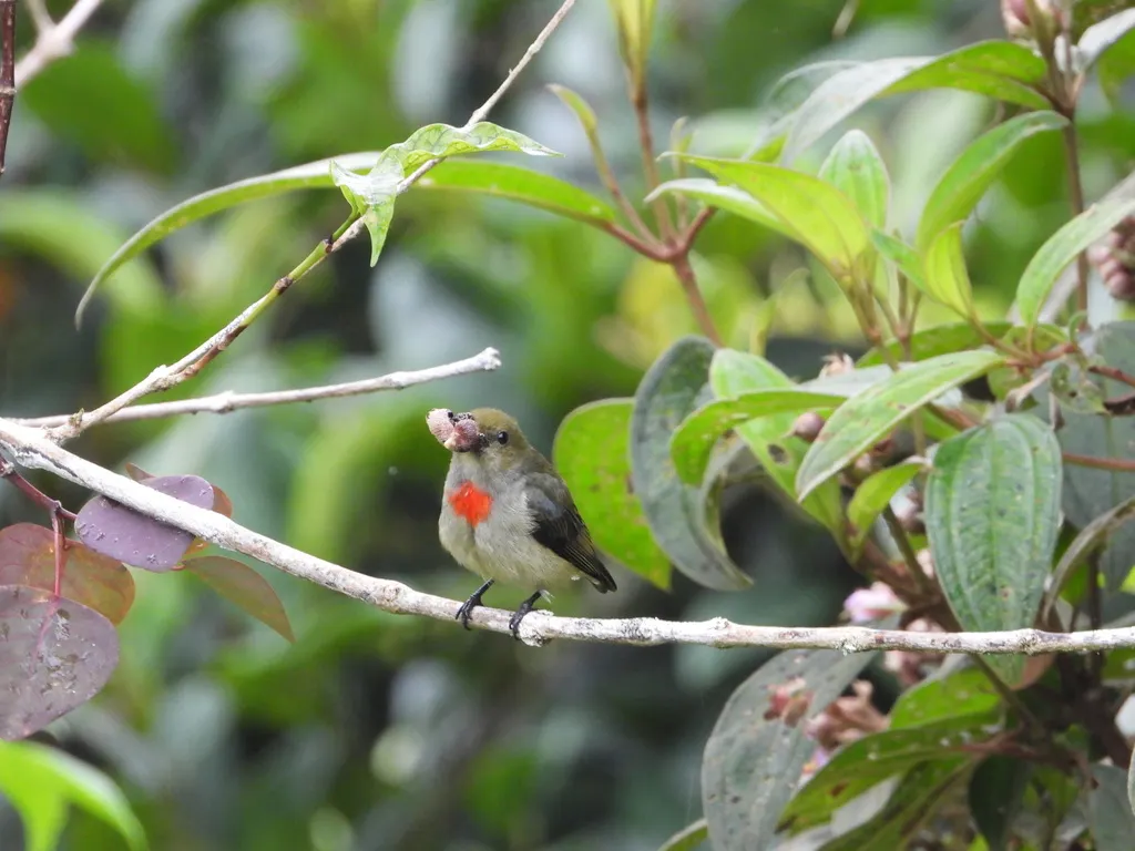 绿冠啄花鸟(Dicaeum pectorale)