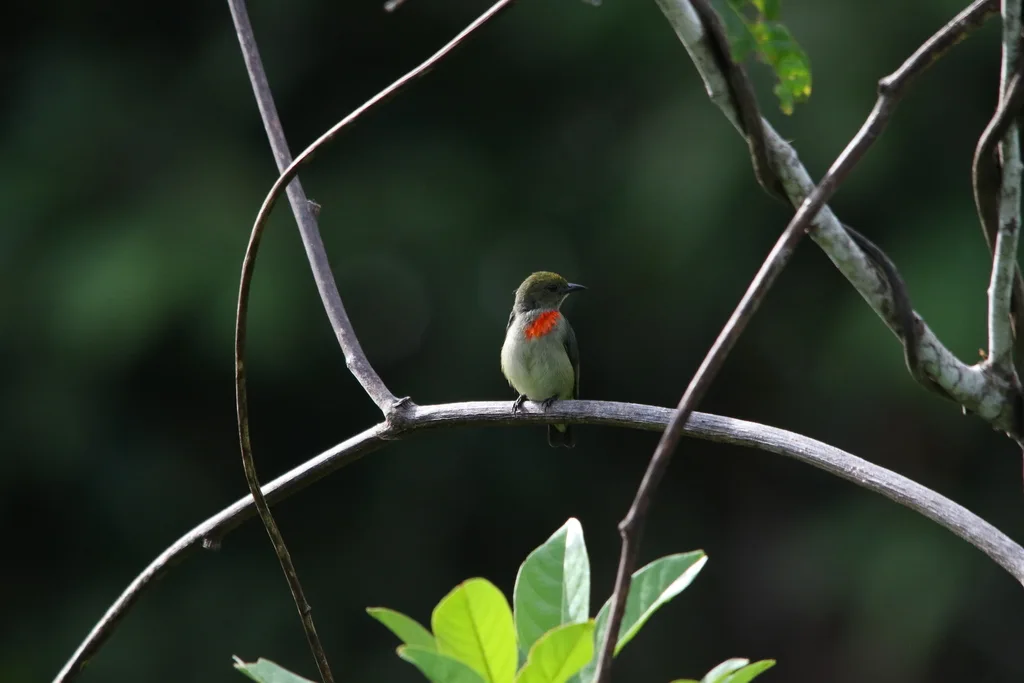 绿冠啄花鸟(Dicaeum pectorale)