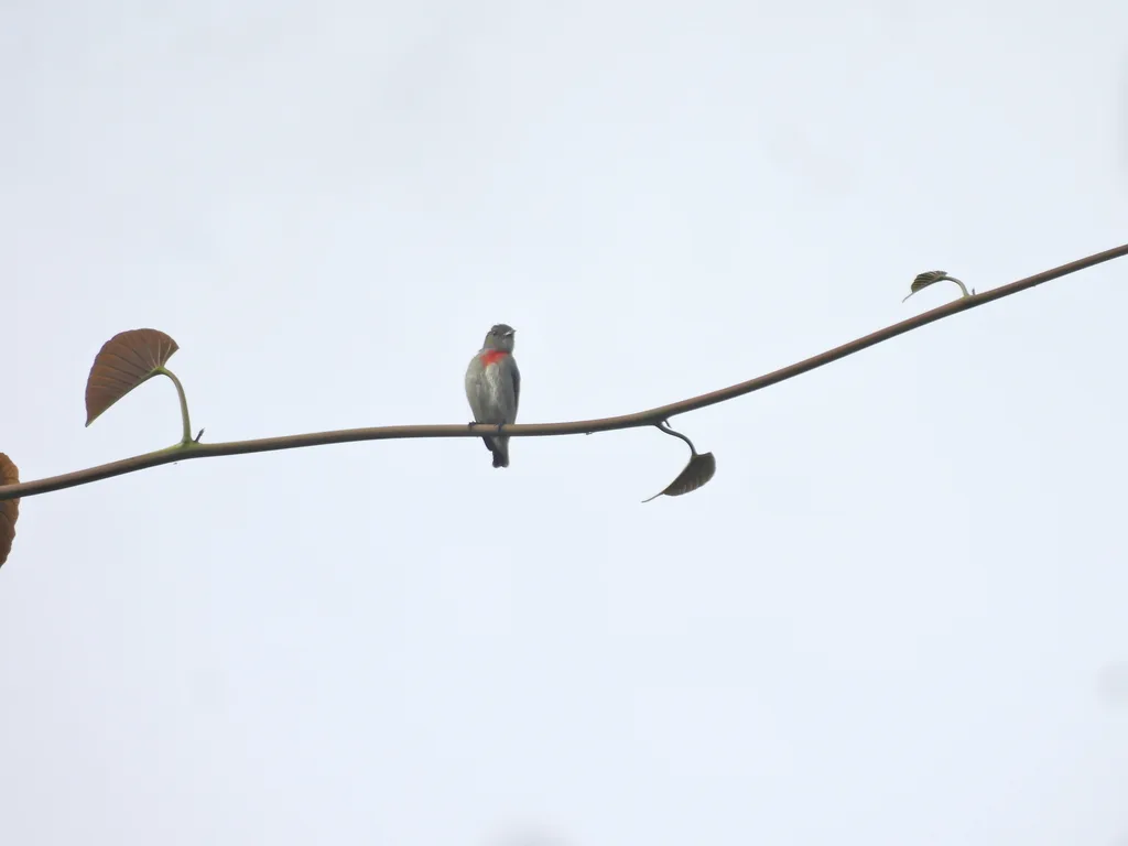 绿冠啄花鸟(Dicaeum pectorale)