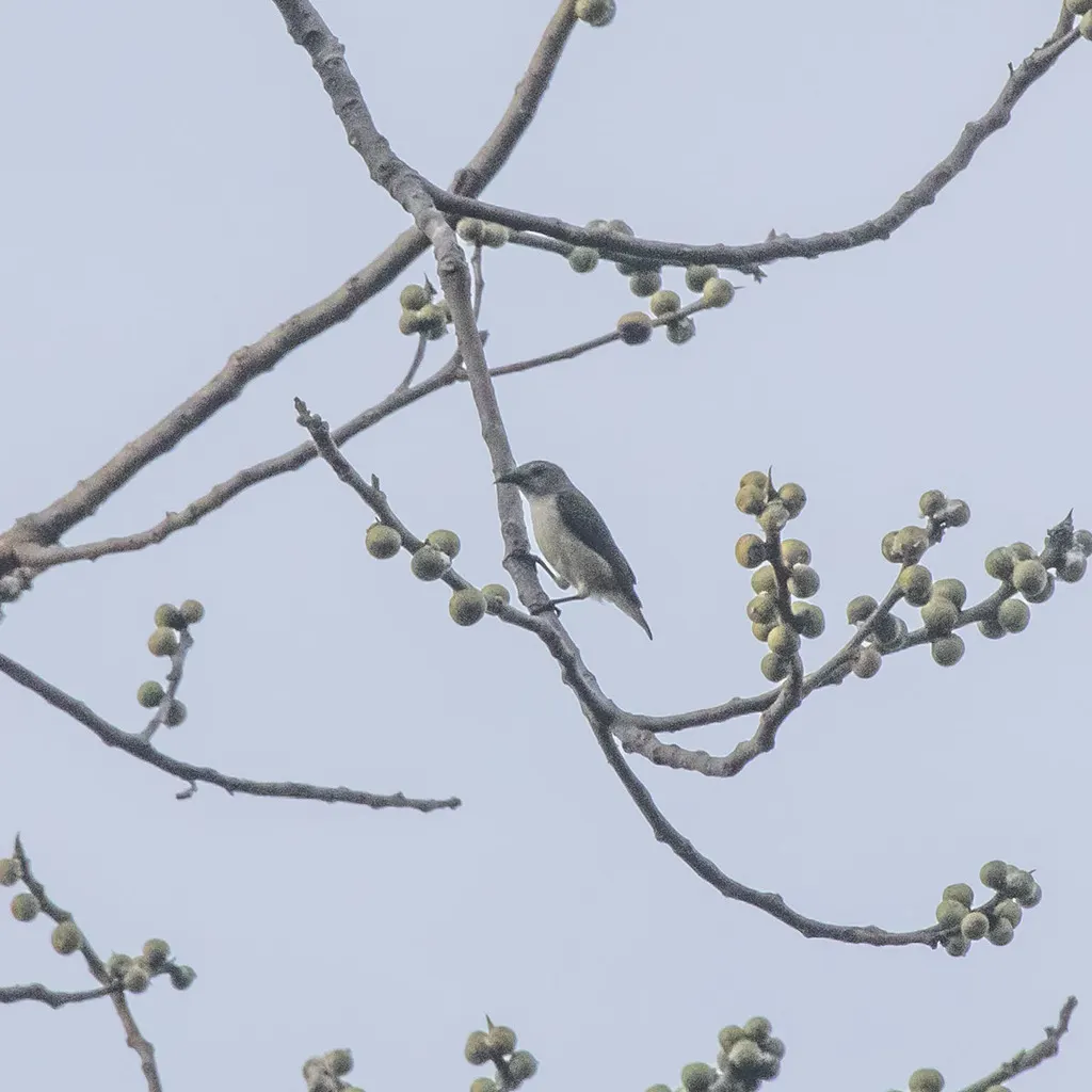 安达曼啄花鸟(Dicaeum virescens)