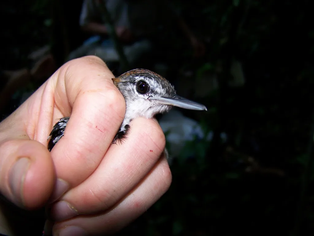 斑纹蚁鹩(Dichrozona cincta)