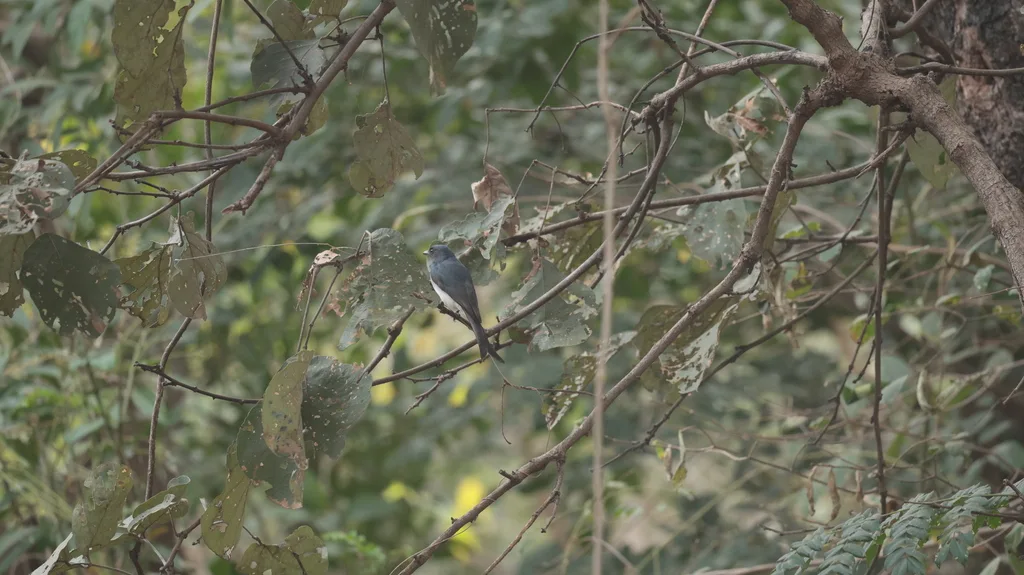 白腹卷尾(Dicrurus caerulescens)
