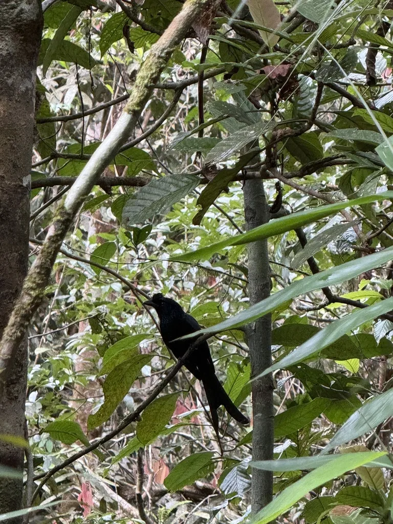 斯里兰卡卷尾(Dicrurus lophorinus)