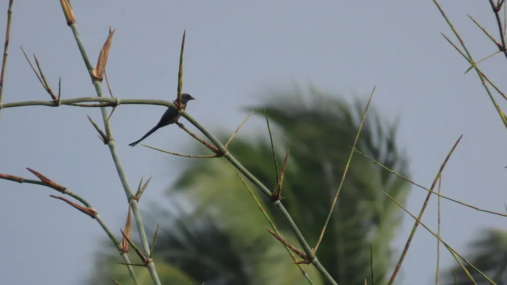 黑卷尾(Dicrurus macrocercus)