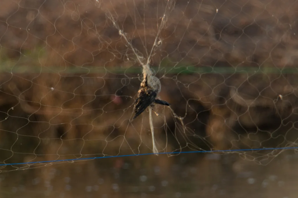黑卷尾(Dicrurus macrocercus)