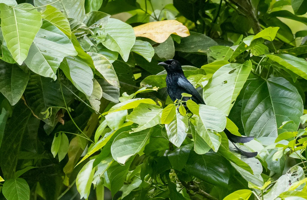 塔岛卷尾(Dicrurus menagei)