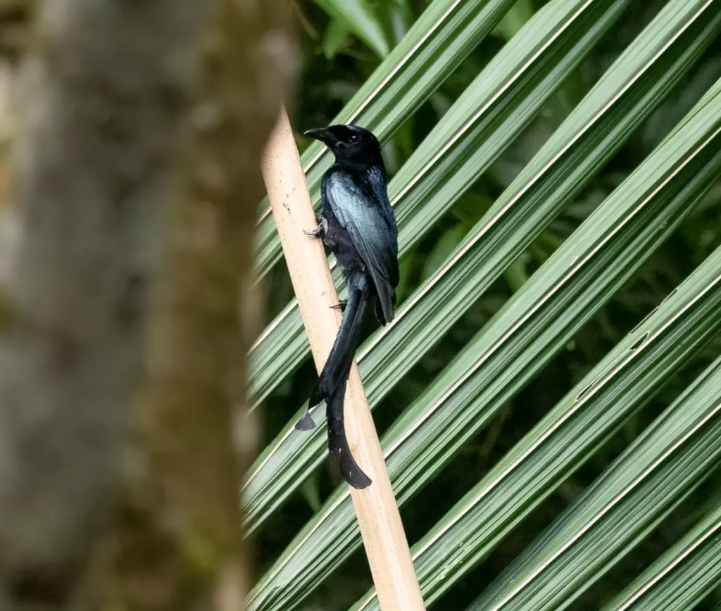塔岛卷尾(Dicrurus menagei)