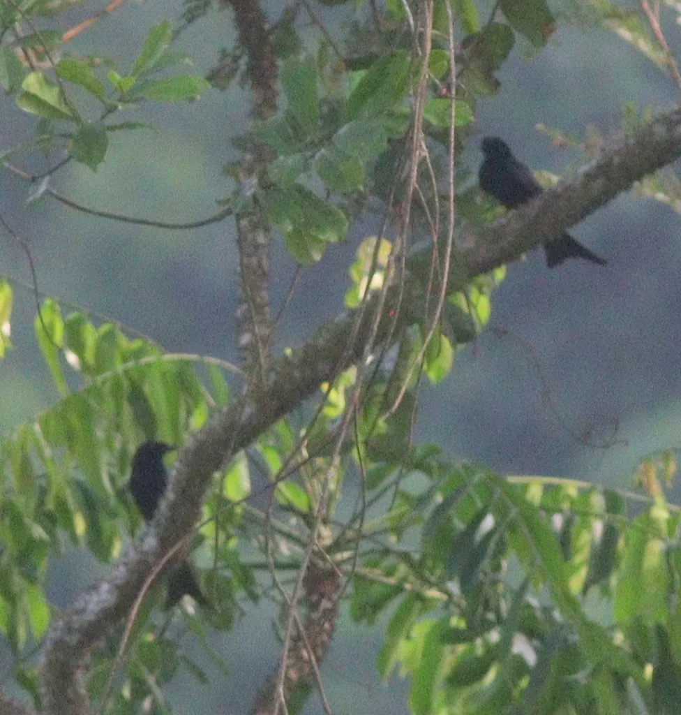 绒背卷尾(Dicrurus modestus)