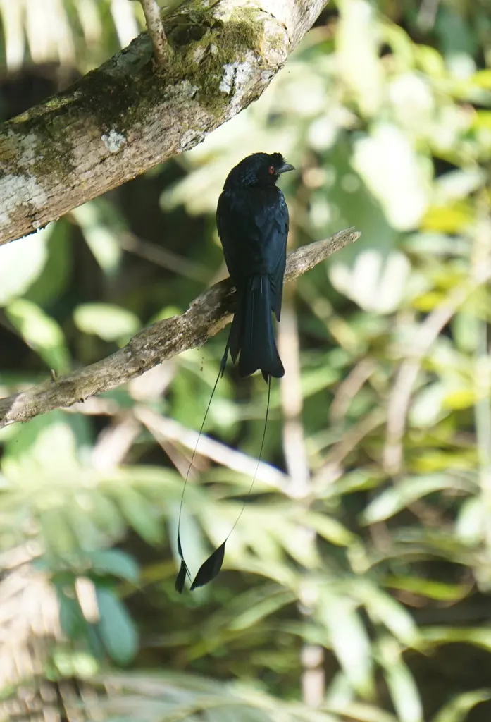 大盘尾(Dicrurus paradiseus)
