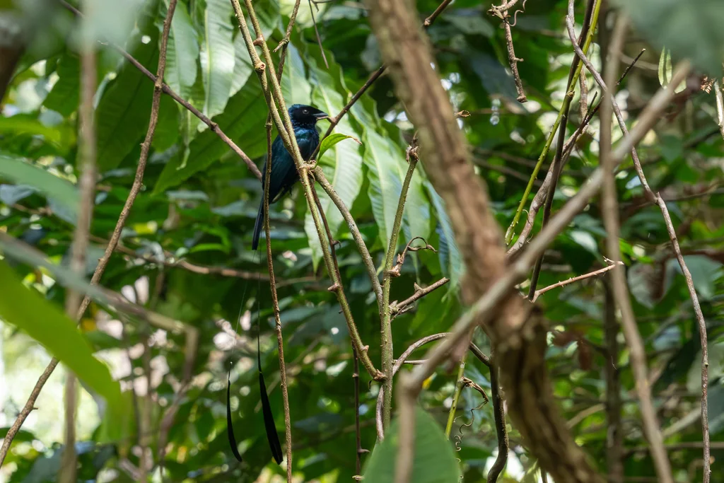小盘尾(Dicrurus remifer)