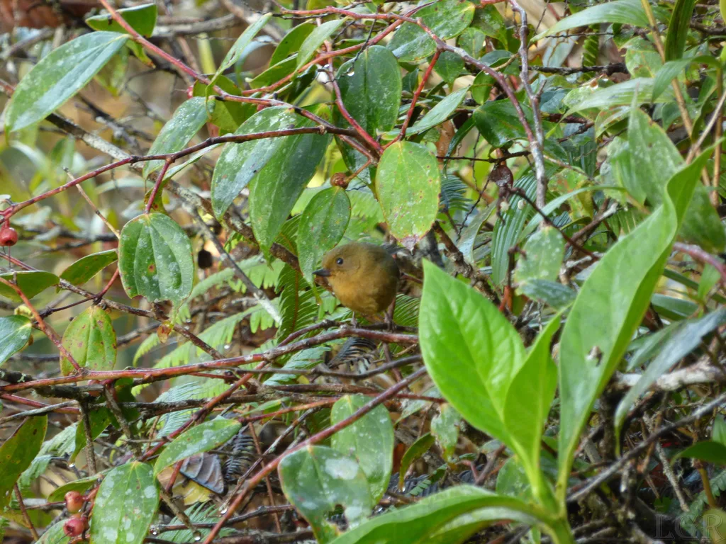 白胁刺花鸟(Diglossa albilatera)