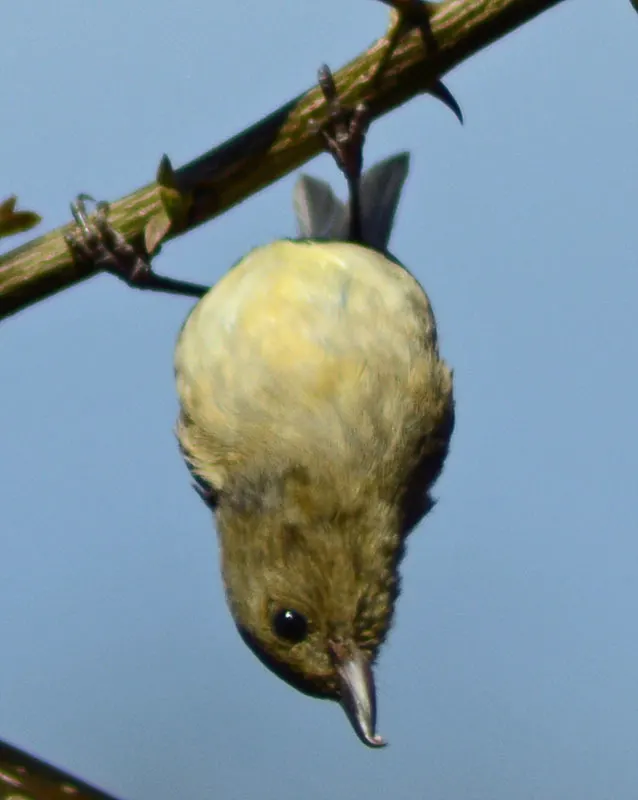 灰腹刺花鸟(Diglossa baritula)