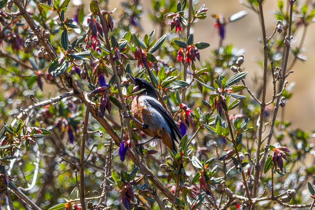 黑喉刺花鸟(Diglossa brunneiventris)