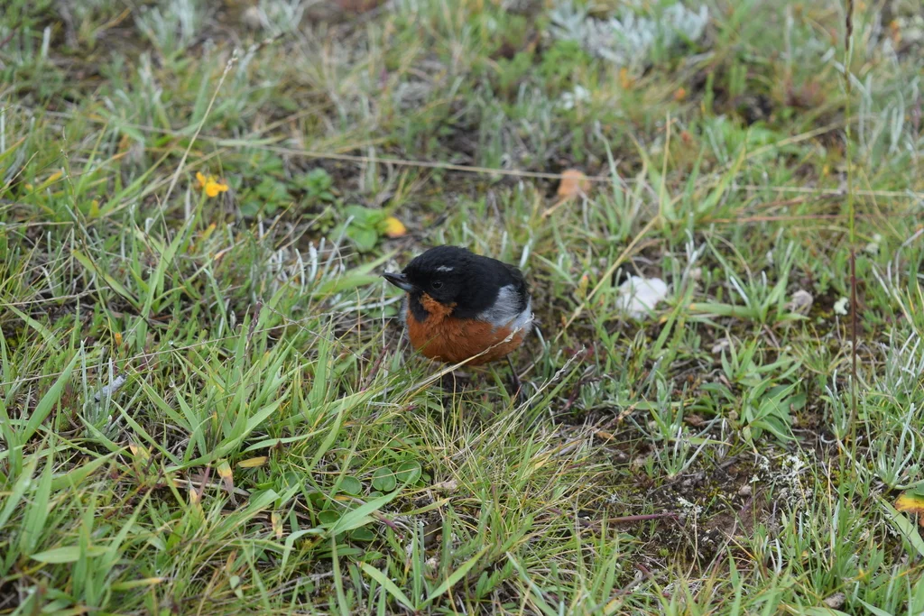 黑喉刺花鸟(Diglossa brunneiventris)