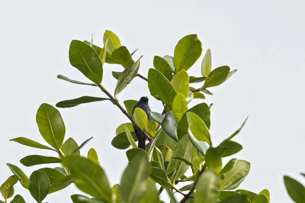 浅蓝刺花鸟(Diglossa caerulescens)