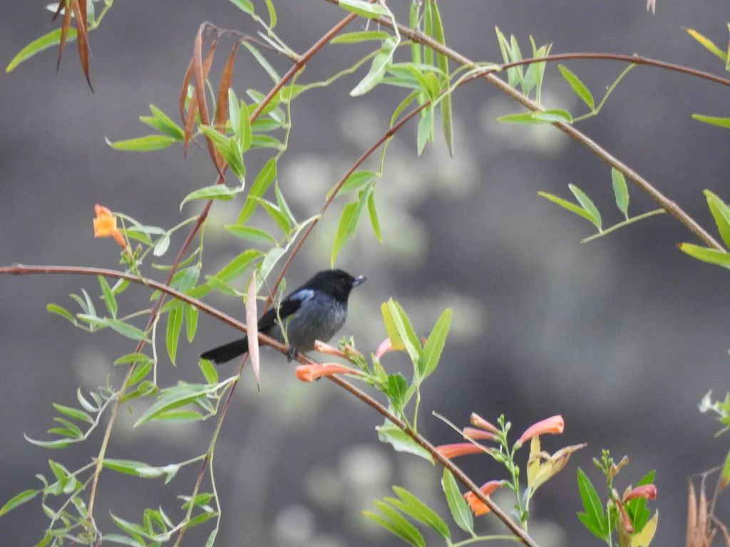 乌背刺花鸟(Diglossa carbonaria)