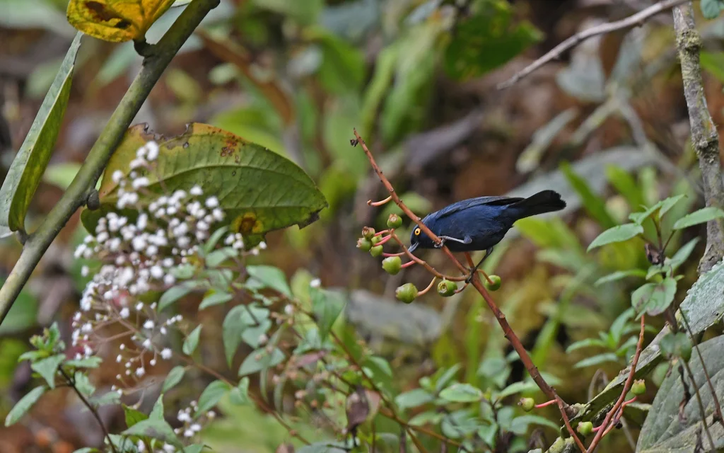 蓝刺花鸟（Diglossa glauca）